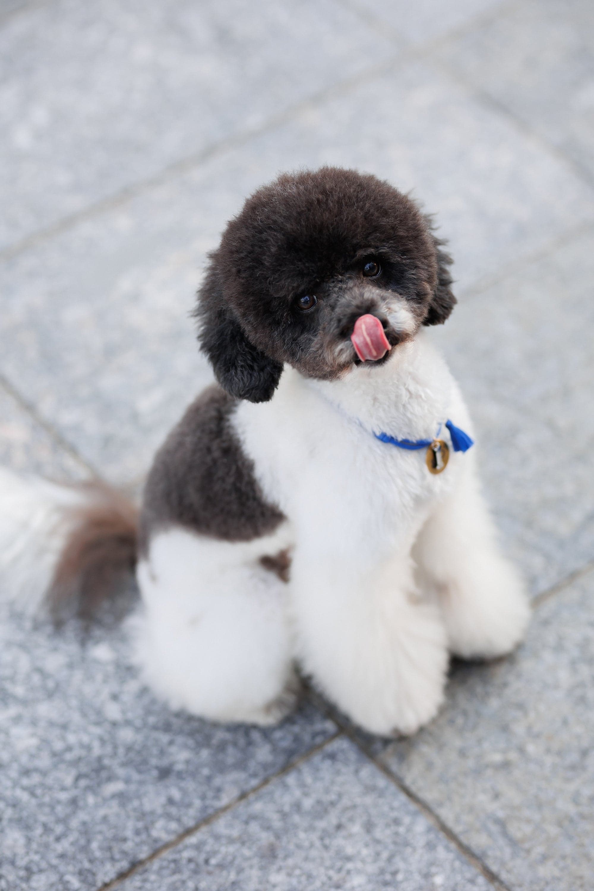 Пудель із синім шнурком та золотим адресником Pet Lovers